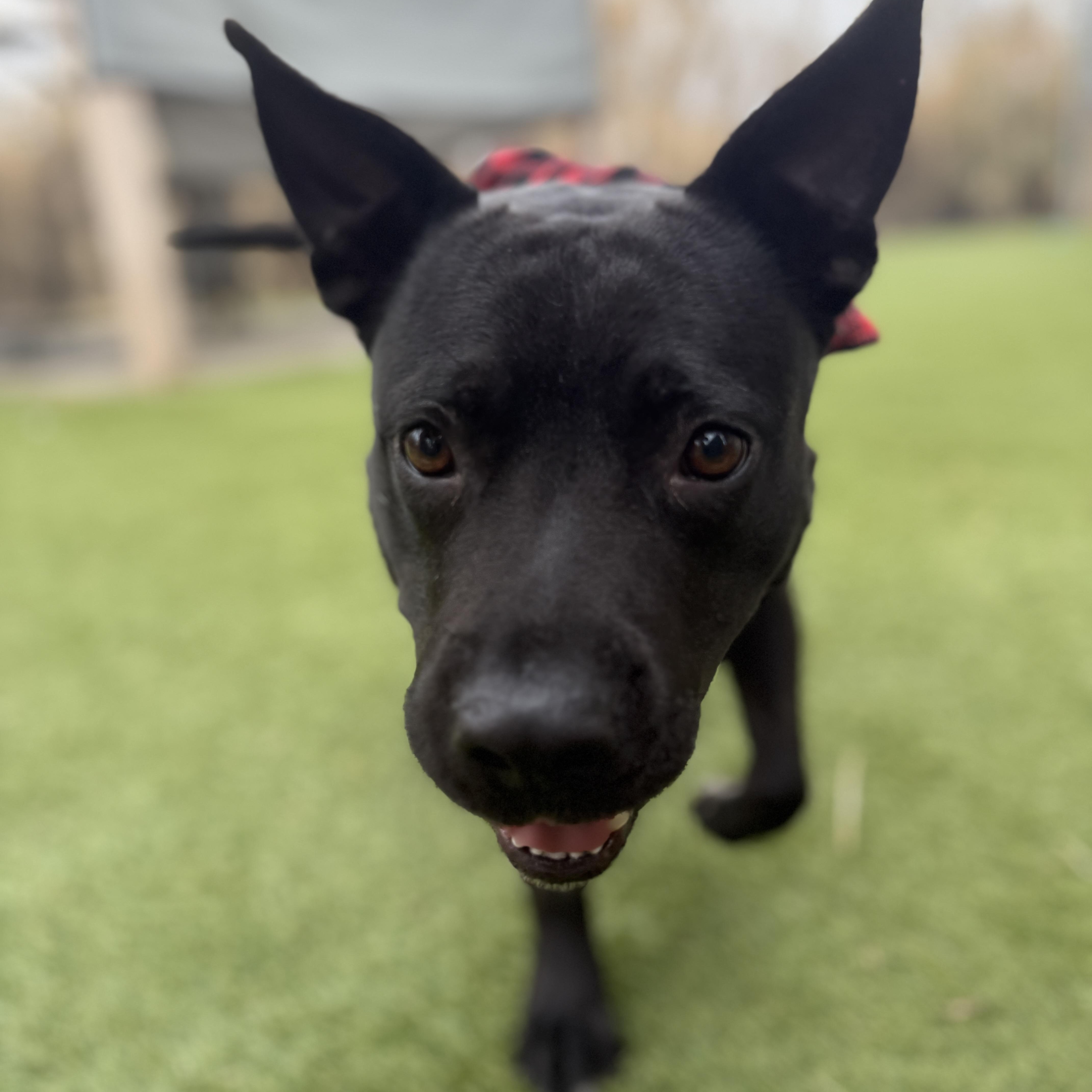 Rocket — thumbnail 3