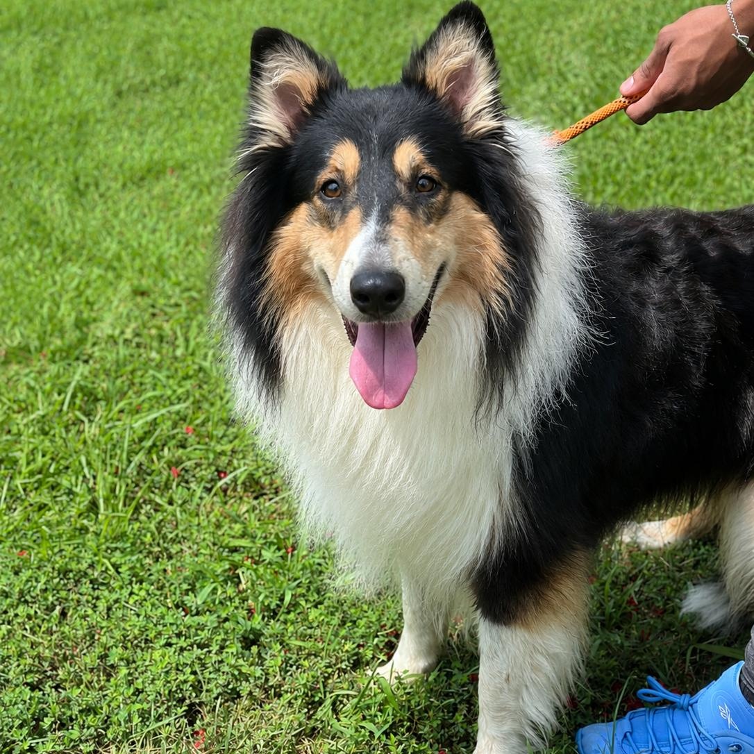Manny, an adopted Rough Collie in Richmond, VA image 3/6