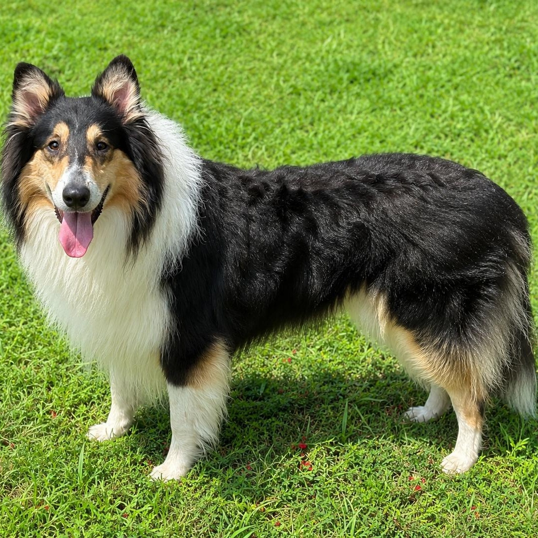 Manny, adopted, Adult Male Rough Collie.