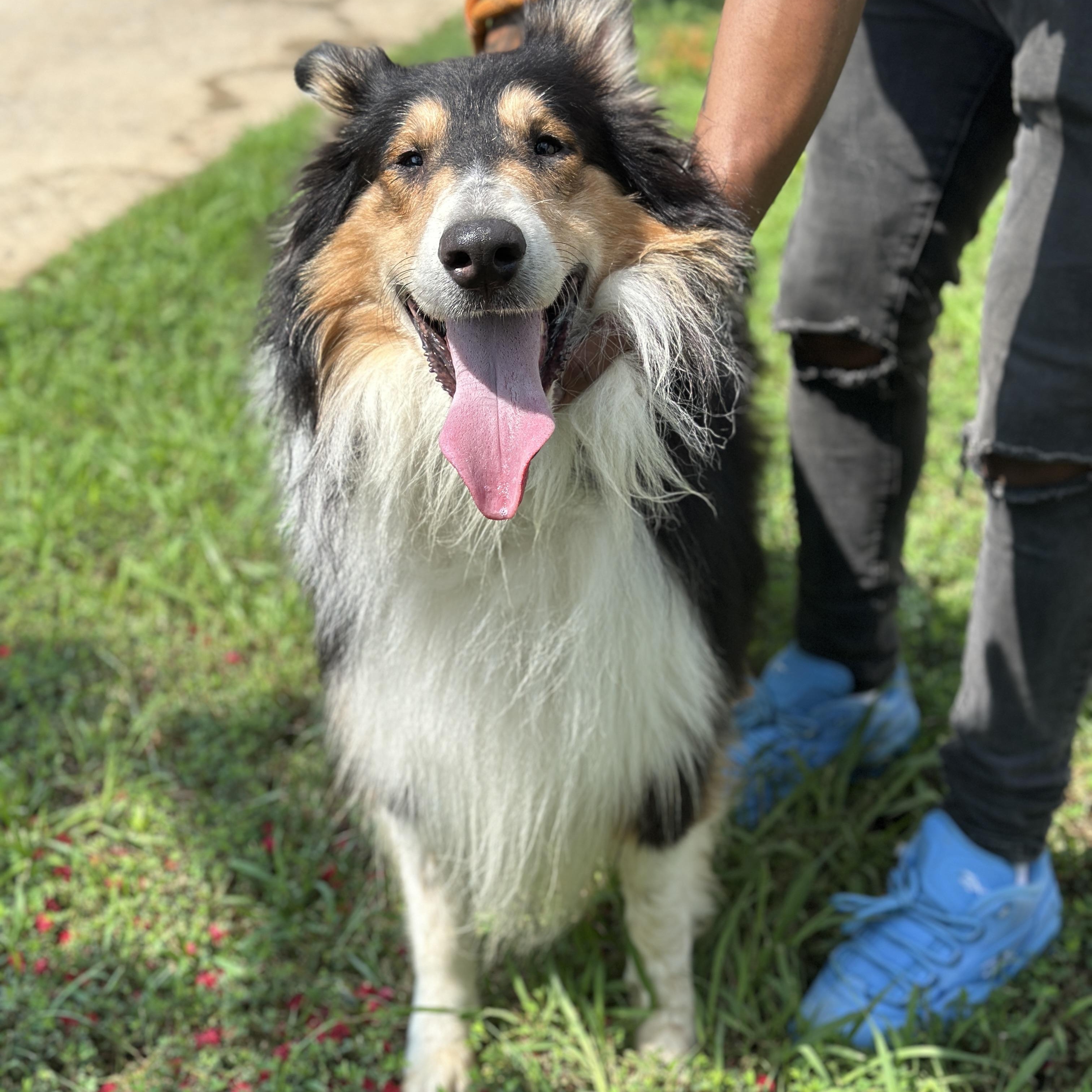 Manny, an adopted Rough Collie in Richmond, VA image 5/6
