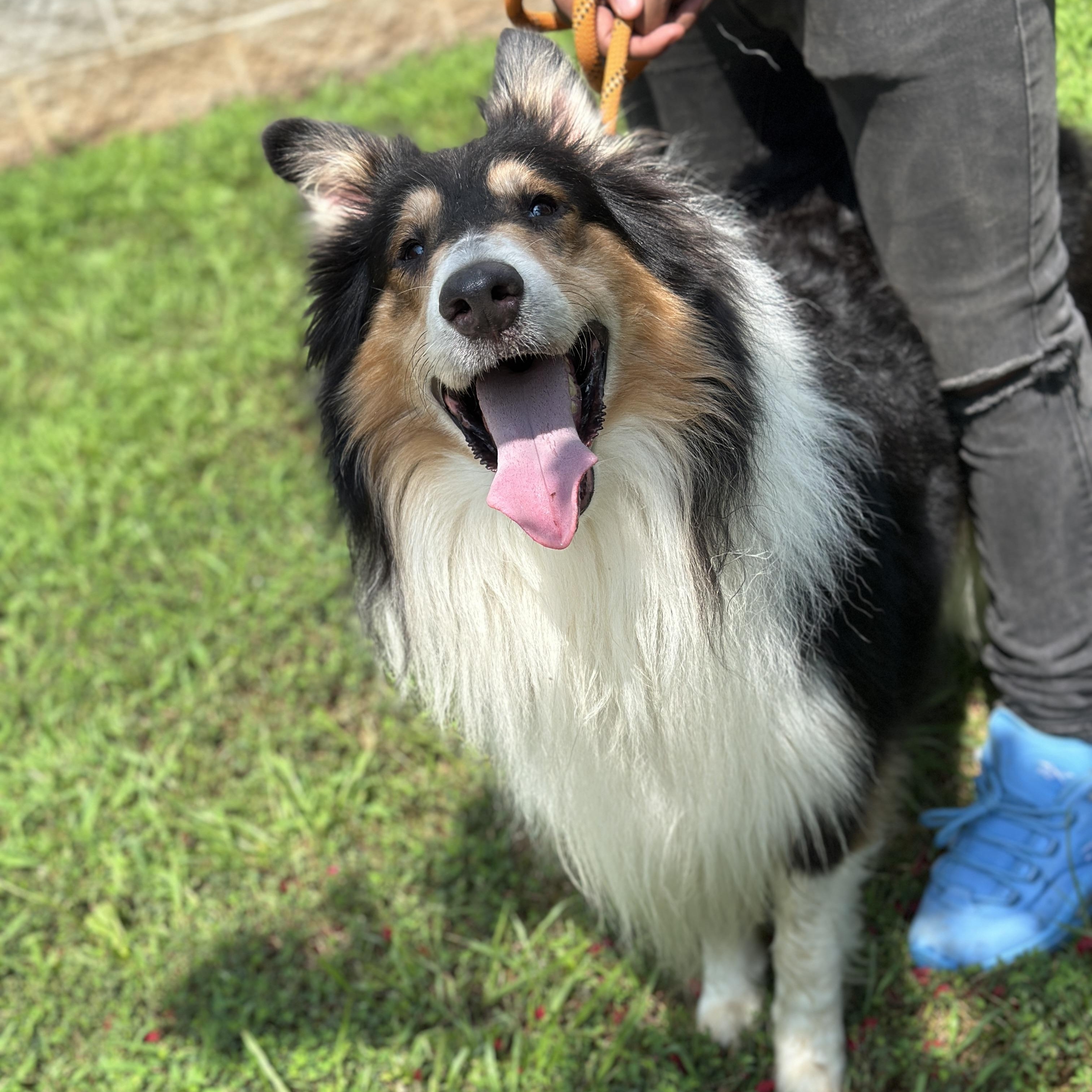 Manny, an adopted Rough Collie in Richmond, VA image 6/6