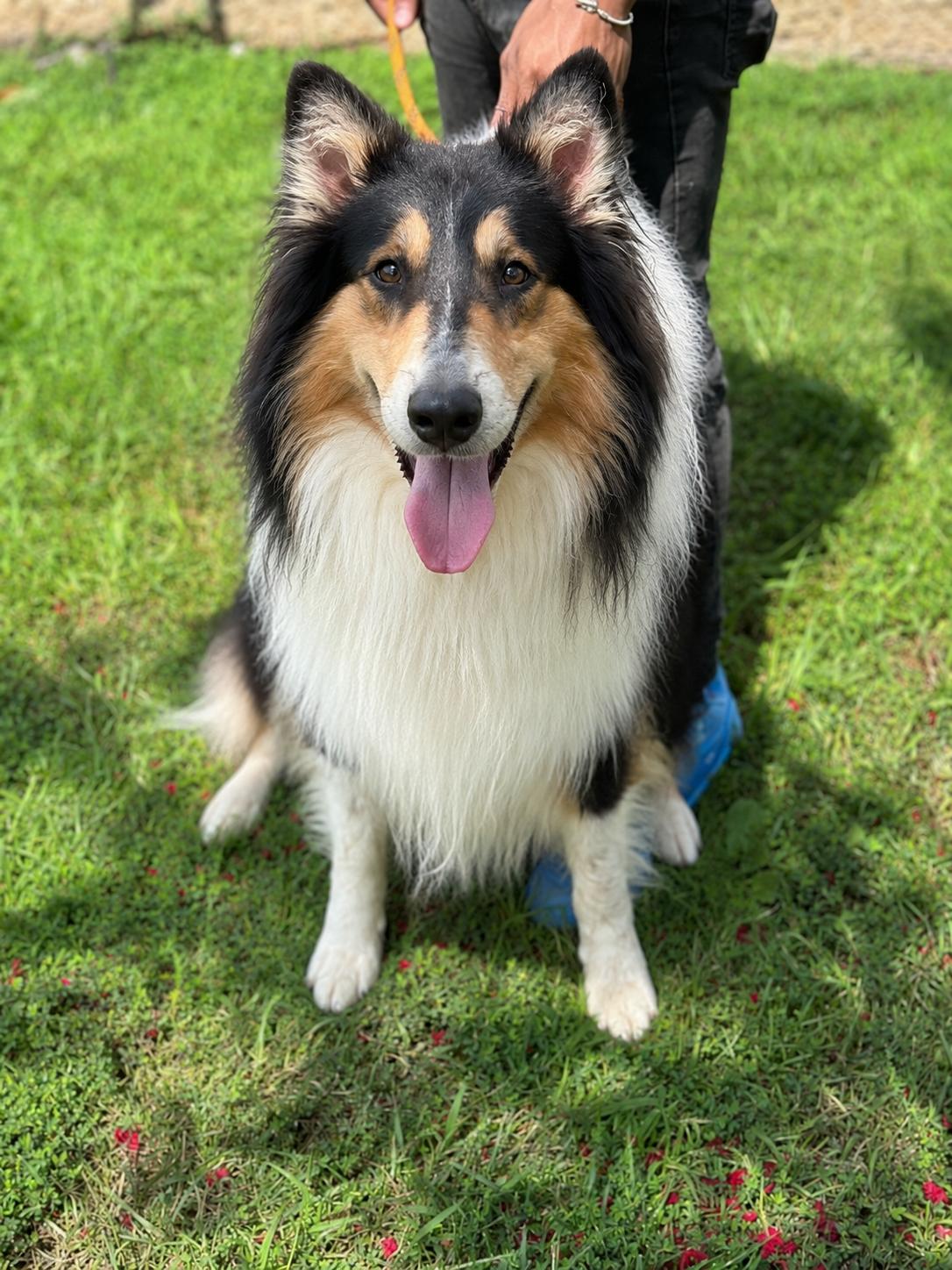 Manny, an adopted Rough Collie in Richmond, VA image 4/6