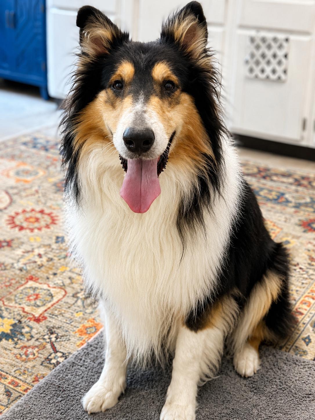Manny, an adopted Rough Collie in Richmond, VA image 2/6