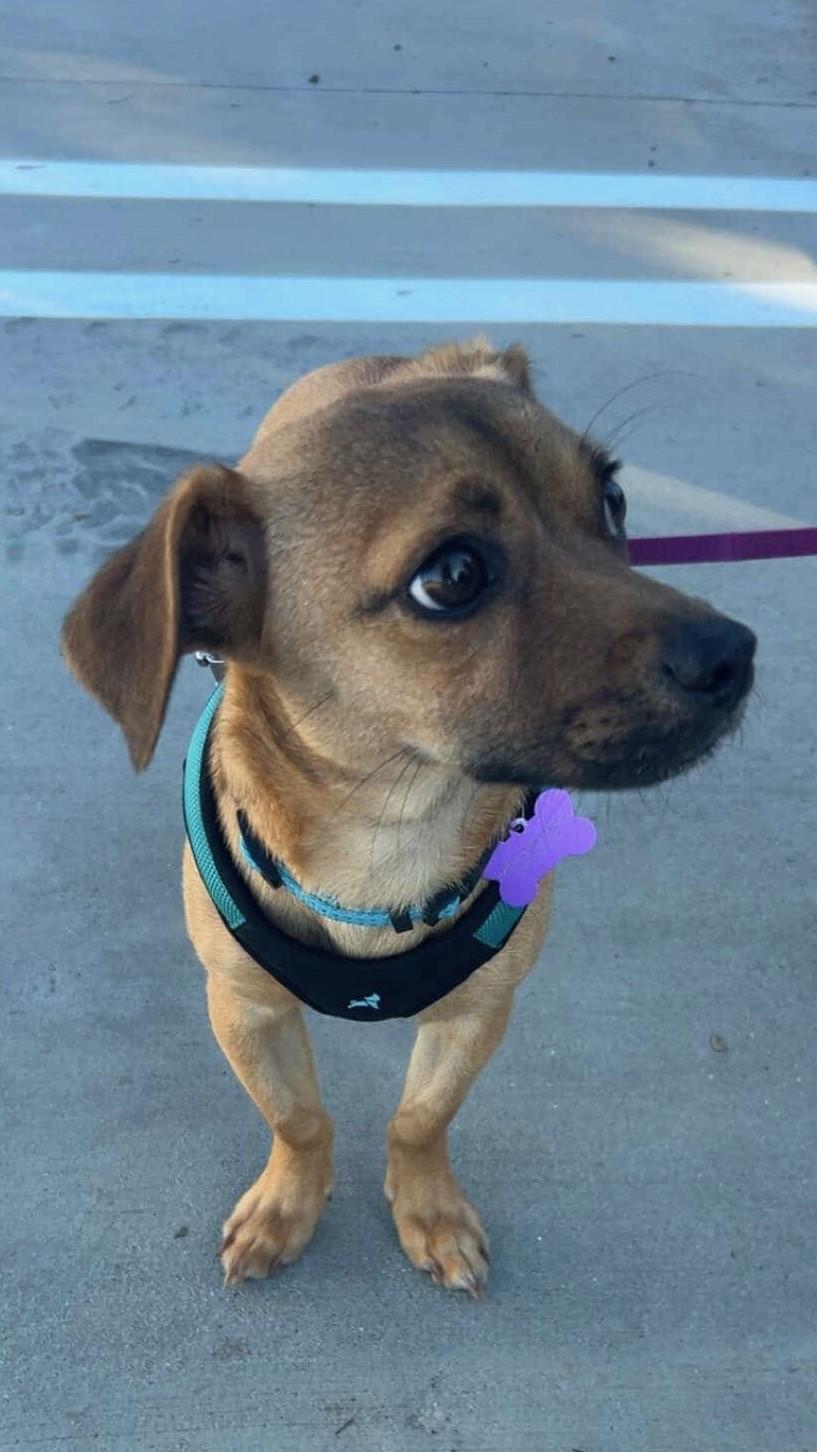 Sophie, ADOPTABLE, Young Female Dachshund & Chihuahua.