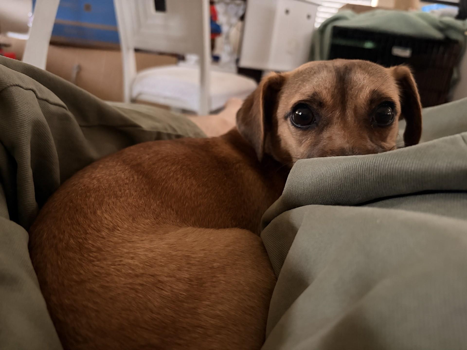 Enlarge Sophie, a ADOPTABLE mixed breed in Imperial Beach, CA image 3/6