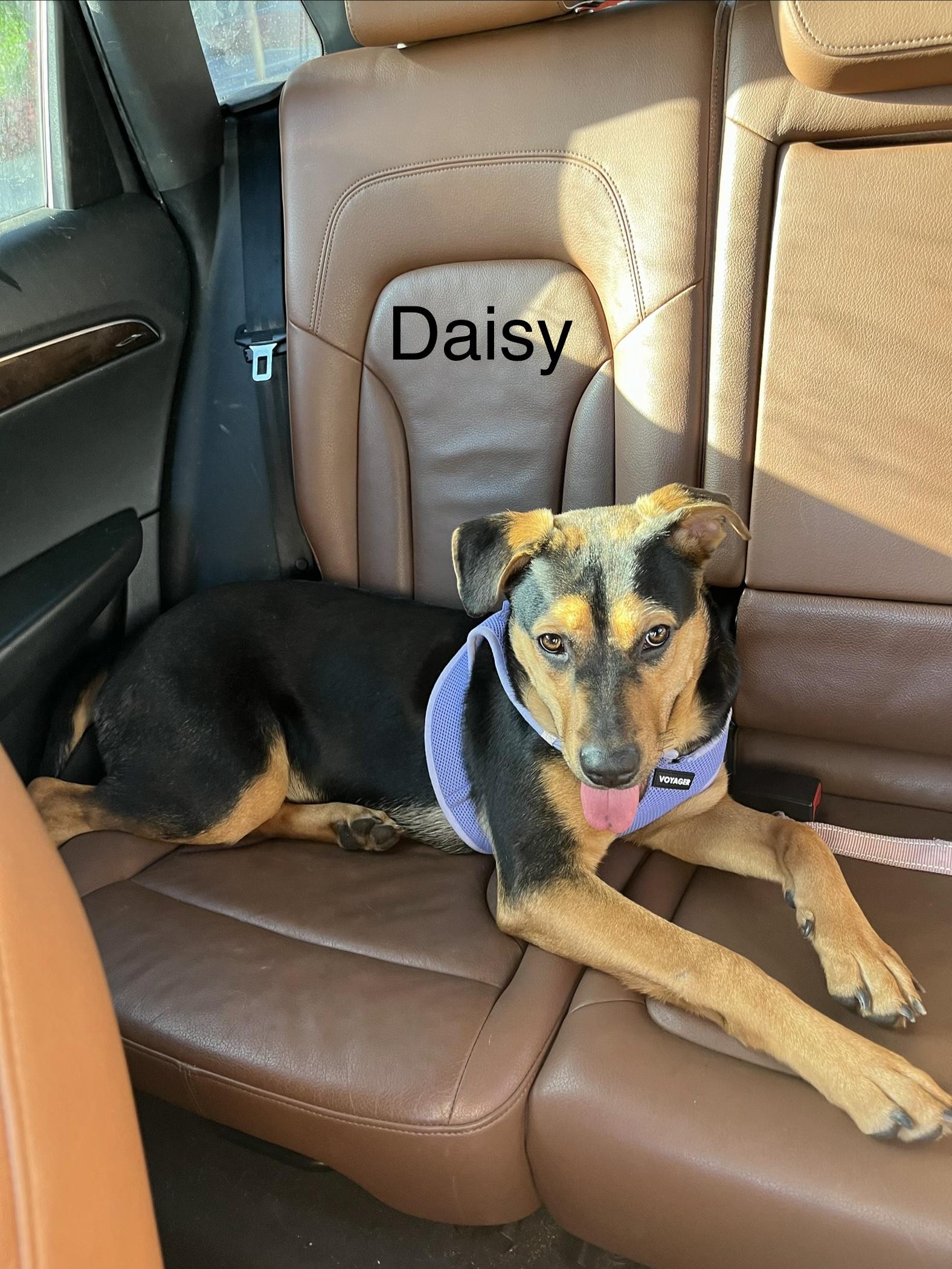 Enlarge Daisy, a Adoptable mixed breed in Weston, MA image 4/6