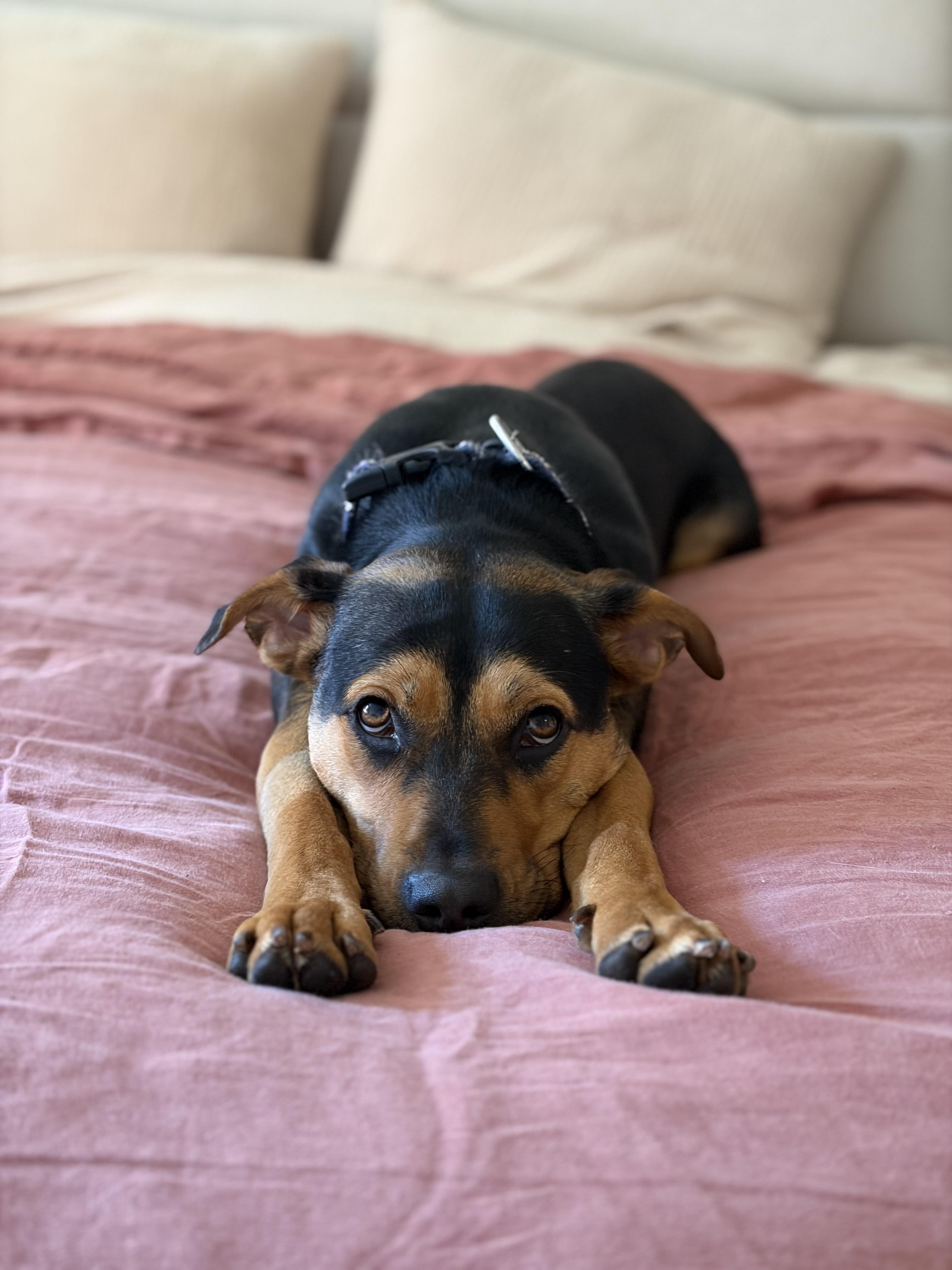 Enlarge Daisy, a Adoptable mixed breed in Weston, MA image 2/6