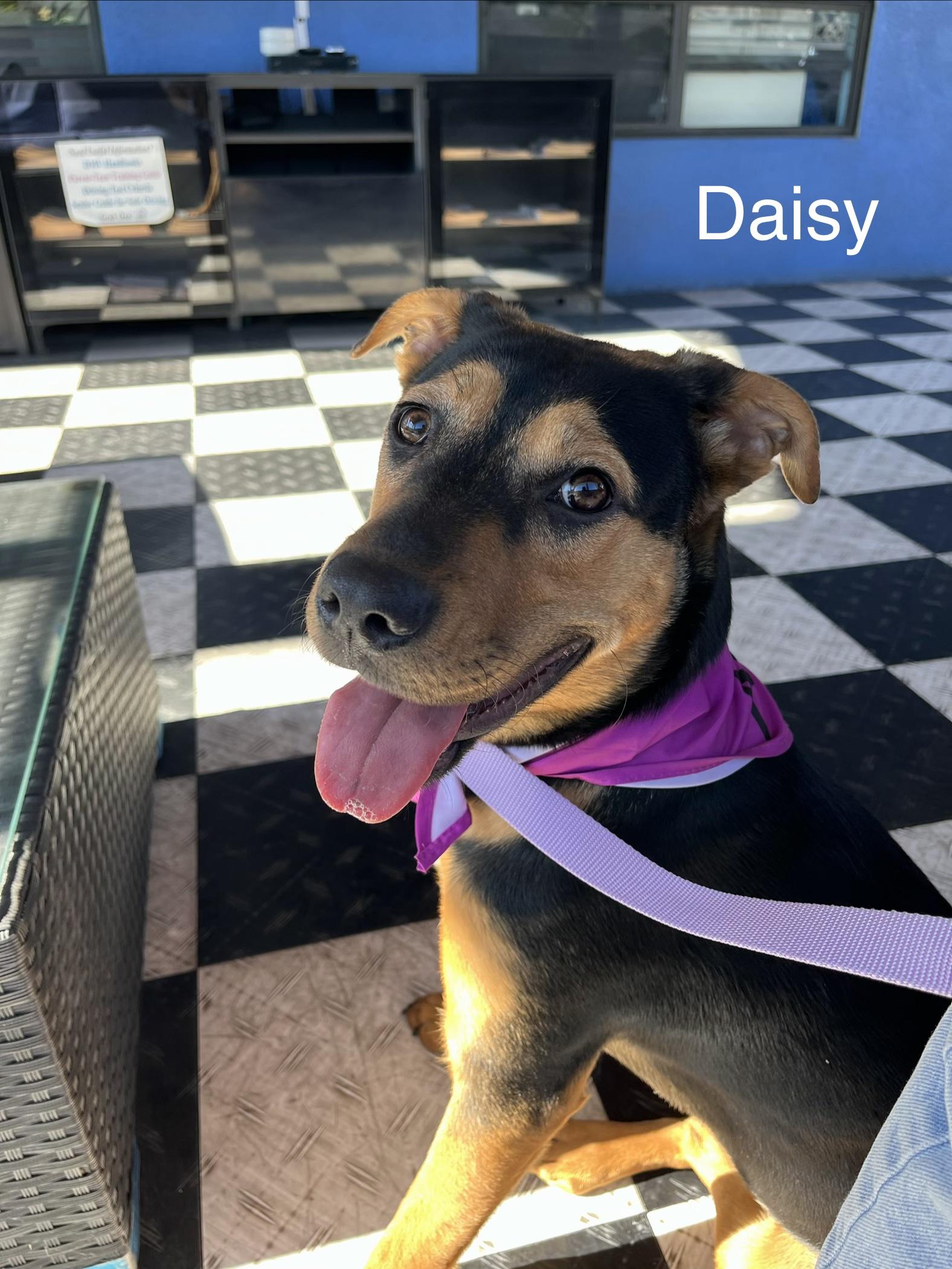 Daisy, Adoptable, Young Female Doberman Pinscher & German Shepherd Dog.