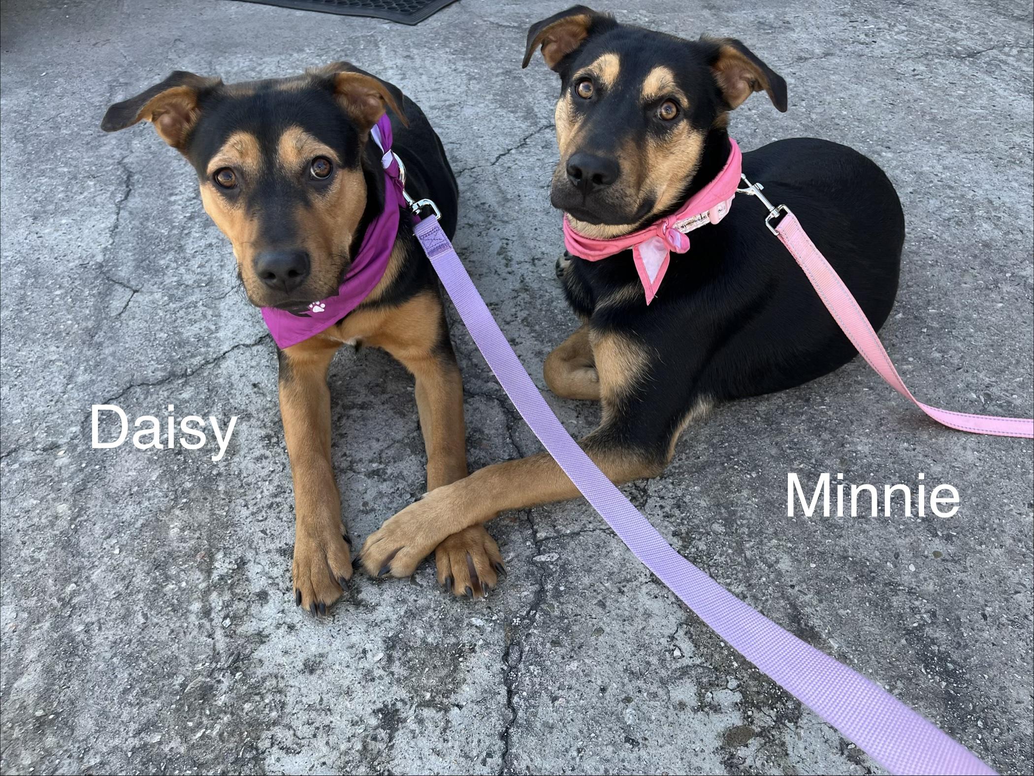 Enlarge Daisy, a Adoptable mixed breed in Weston, MA image 5/6