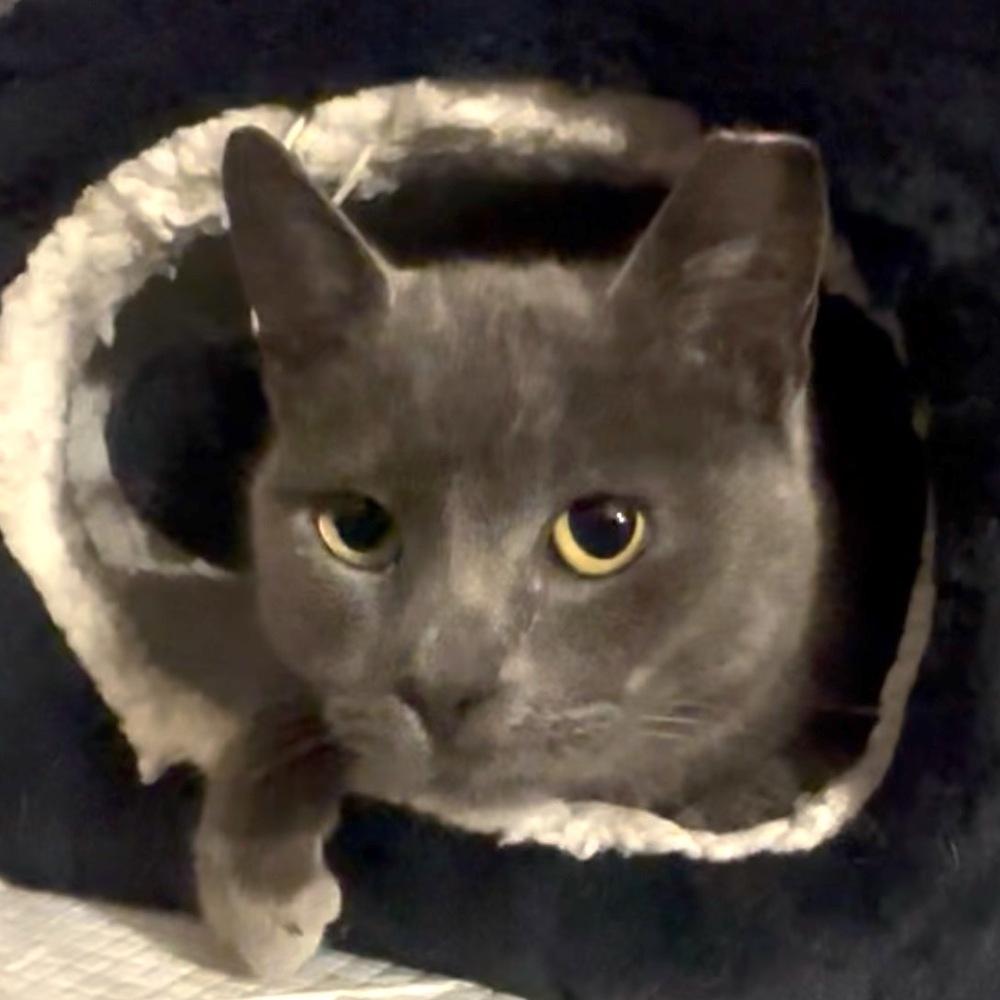 Gracie, Adoptable, Adult Female Domestic Short Hair.