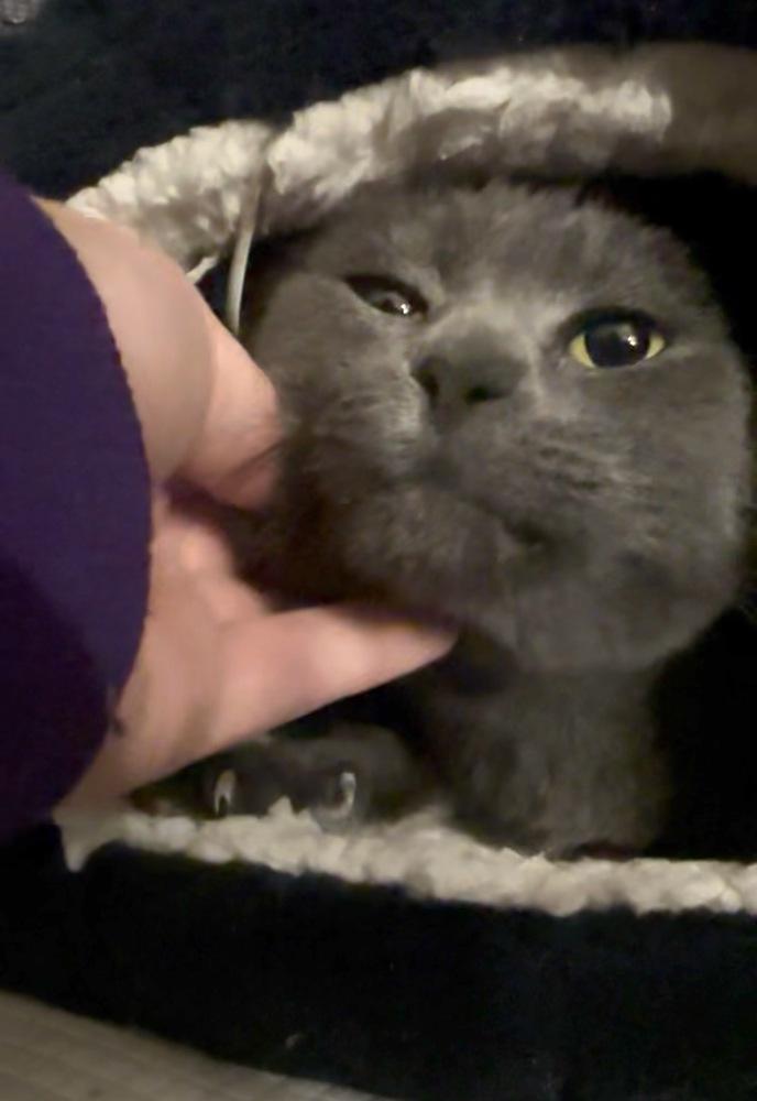 Enlarge Gracie, a Adoptable Domestic Short Hair in Panama City Beach, FL image 2/4