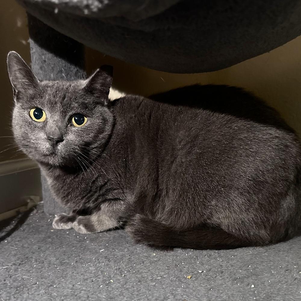 Enlarge Gracie, a Adoptable Domestic Short Hair in Panama City Beach, FL image 3/4