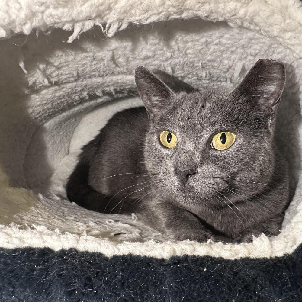 Enlarge Gracie, a Adoptable Domestic Short Hair in Panama City Beach, FL image 4/4