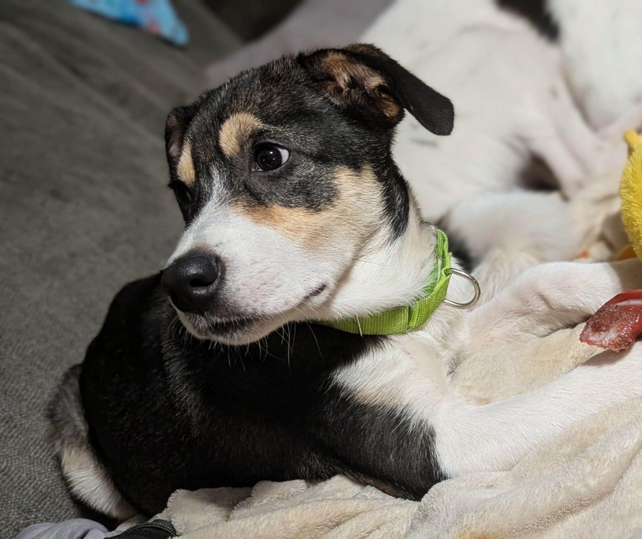 Patches, Adoptable, Young Male Mixed Breed.