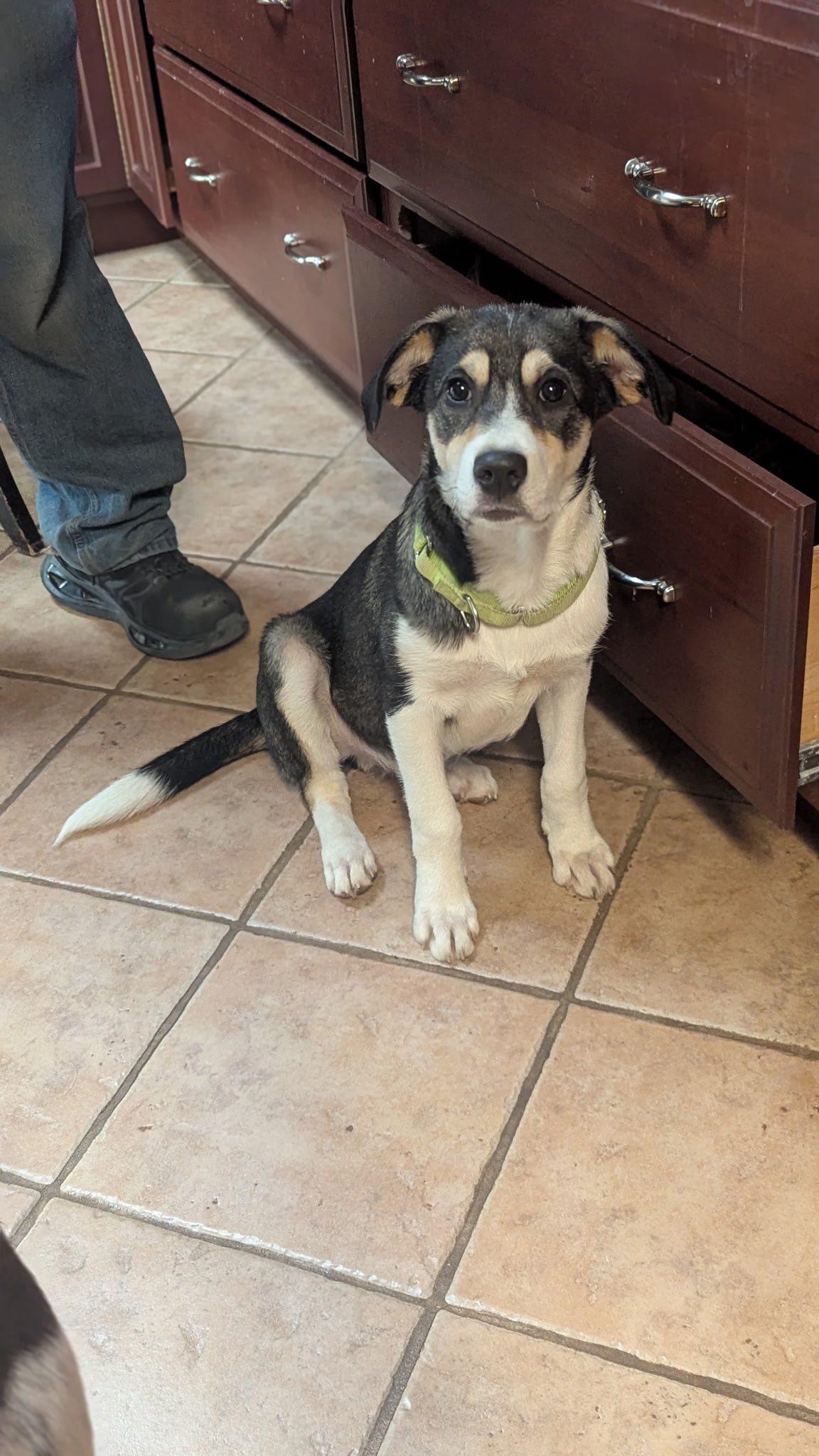 Enlarge Patches, a Adoptable Mixed Breed in Wanaque, NJ image 5/5