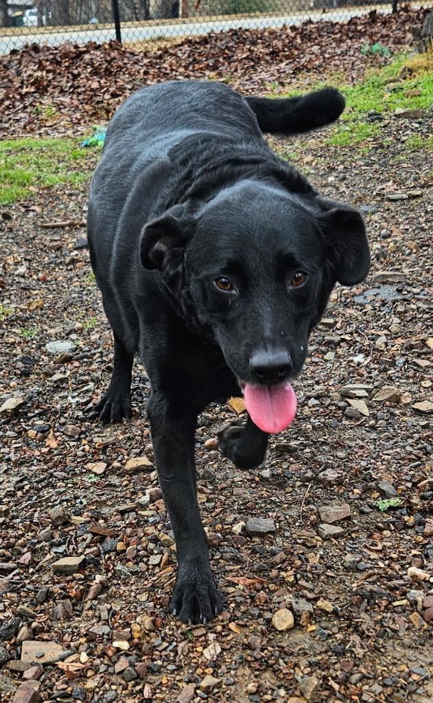 Jeremiah, Adoptable, Adult Male Labrador Retriever & Mixed Breed.