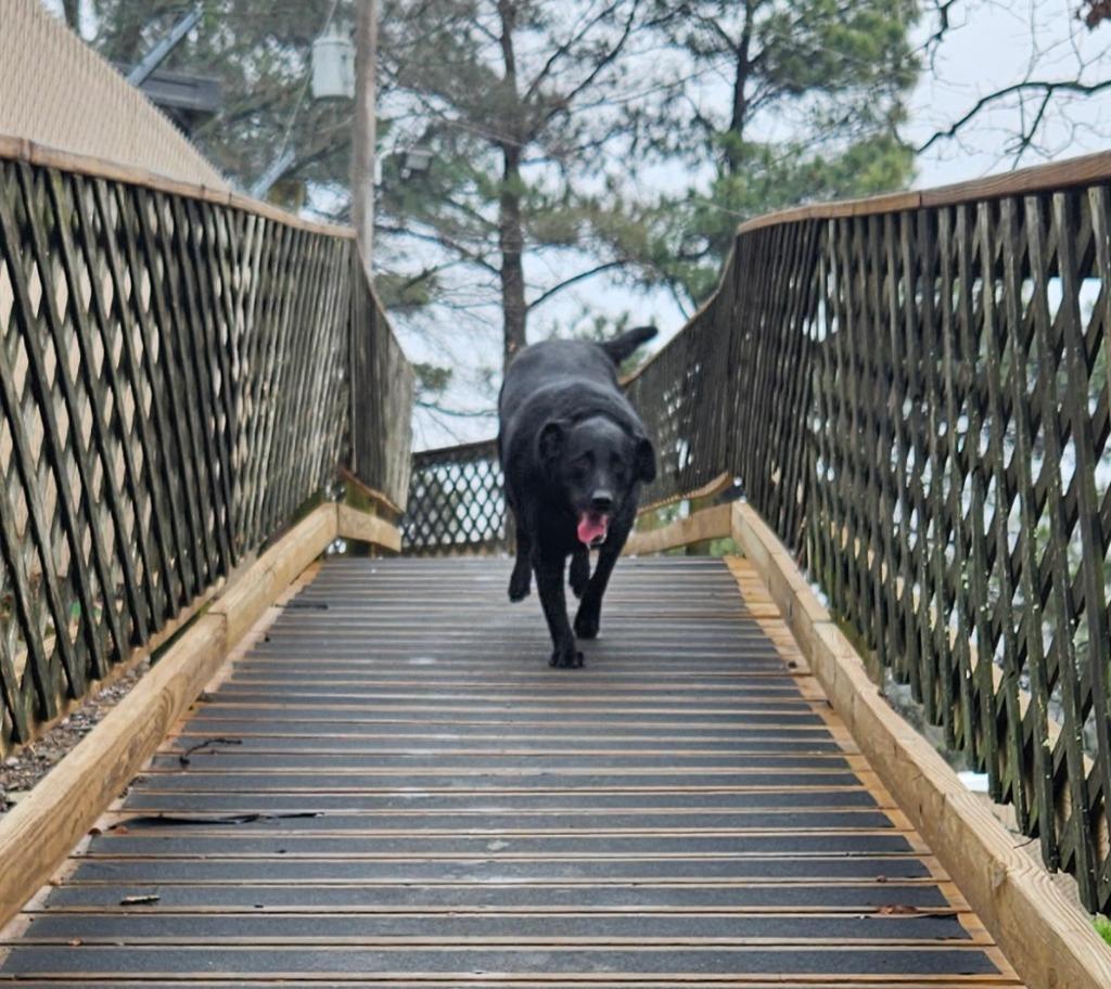 Enlarge Jeremiah, a Adoptable mixed breed in Sherwood, AR image 2/4