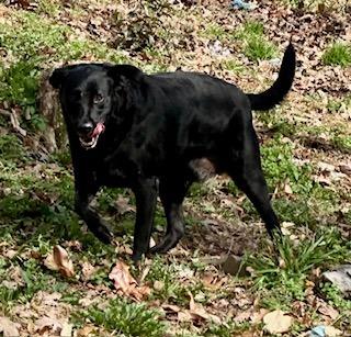 Enlarge Jeremiah, a Adoptable mixed breed in Sherwood, AR image 3/4