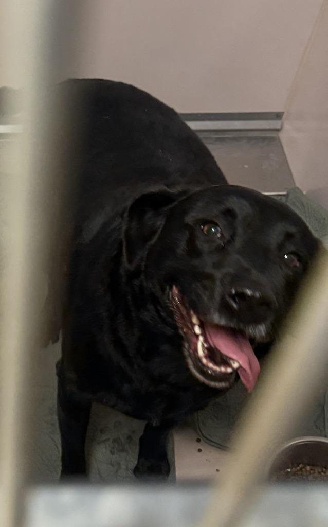 Jeremiah, Adoptable, Adult Male Labrador Retriever & Mixed Breed.