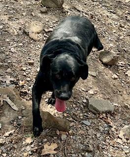 Enlarge Jeremiah, a Adoptable mixed breed in Sherwood, AR image 4/4