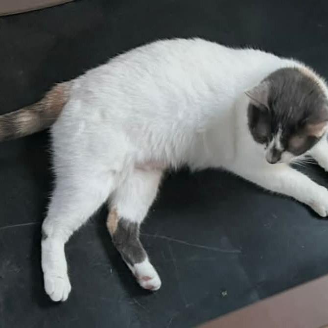 Snowdrop, Adoptable, Adult Female Domestic Short Hair.
