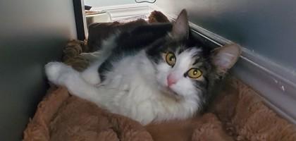 Pantene, Adoptable, Adult Female Domestic Long Hair & Domestic Short Hair.