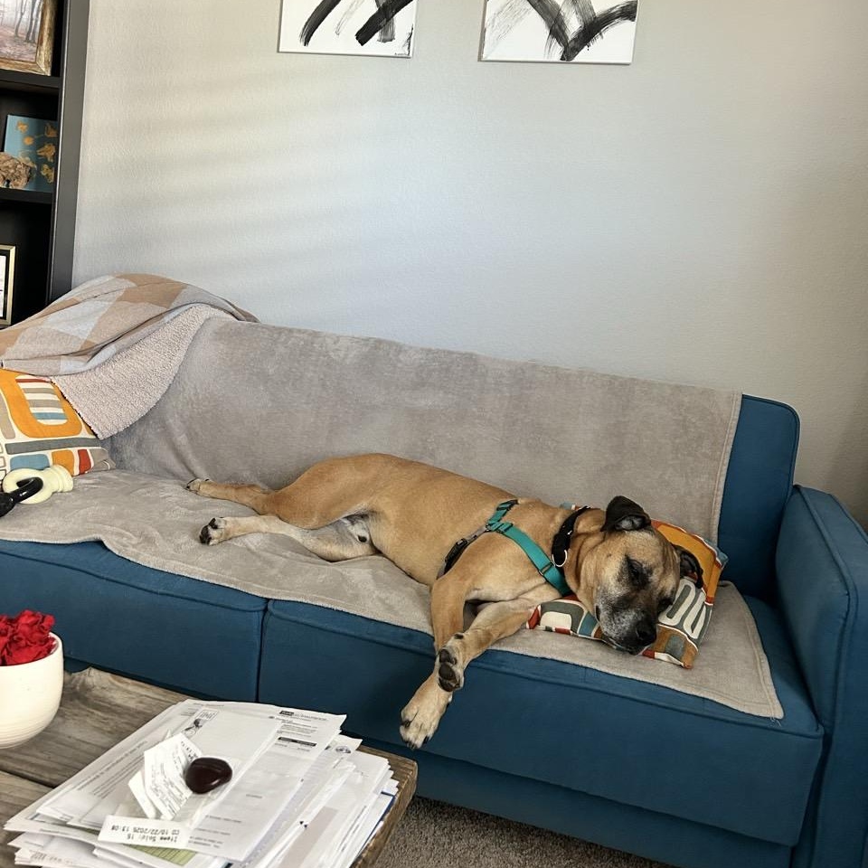 Atlas, Adoptable, Senior Male Mixed Breed.