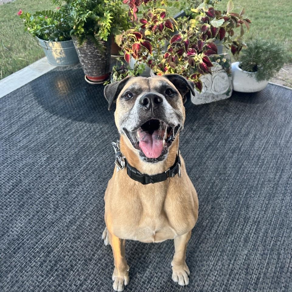 Atlas, a Adoptable Mixed Breed in Georgetown, TX image 2/6