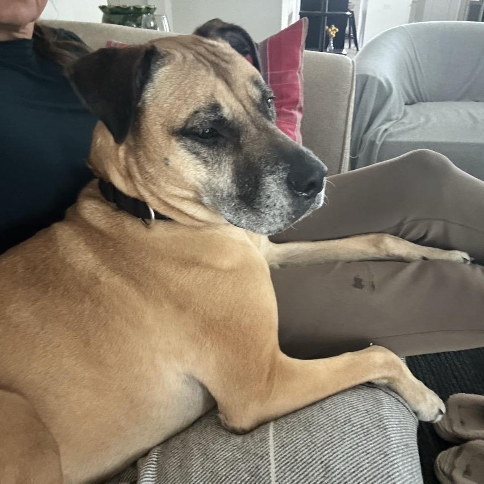 Atlas, a Adoptable Mixed Breed in Georgetown, TX image 3/6