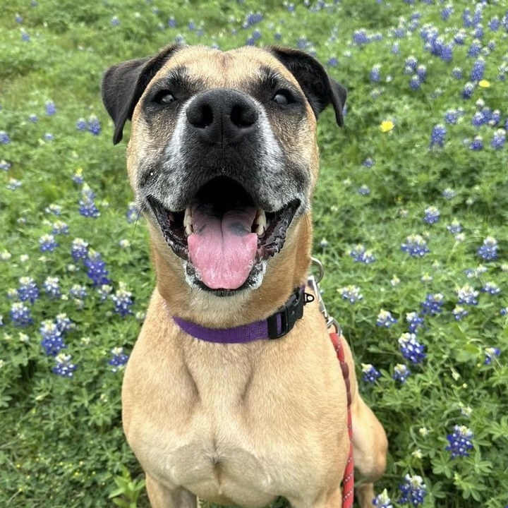 Atlas, a Adoptable Mixed Breed in Georgetown, TX image 4/6