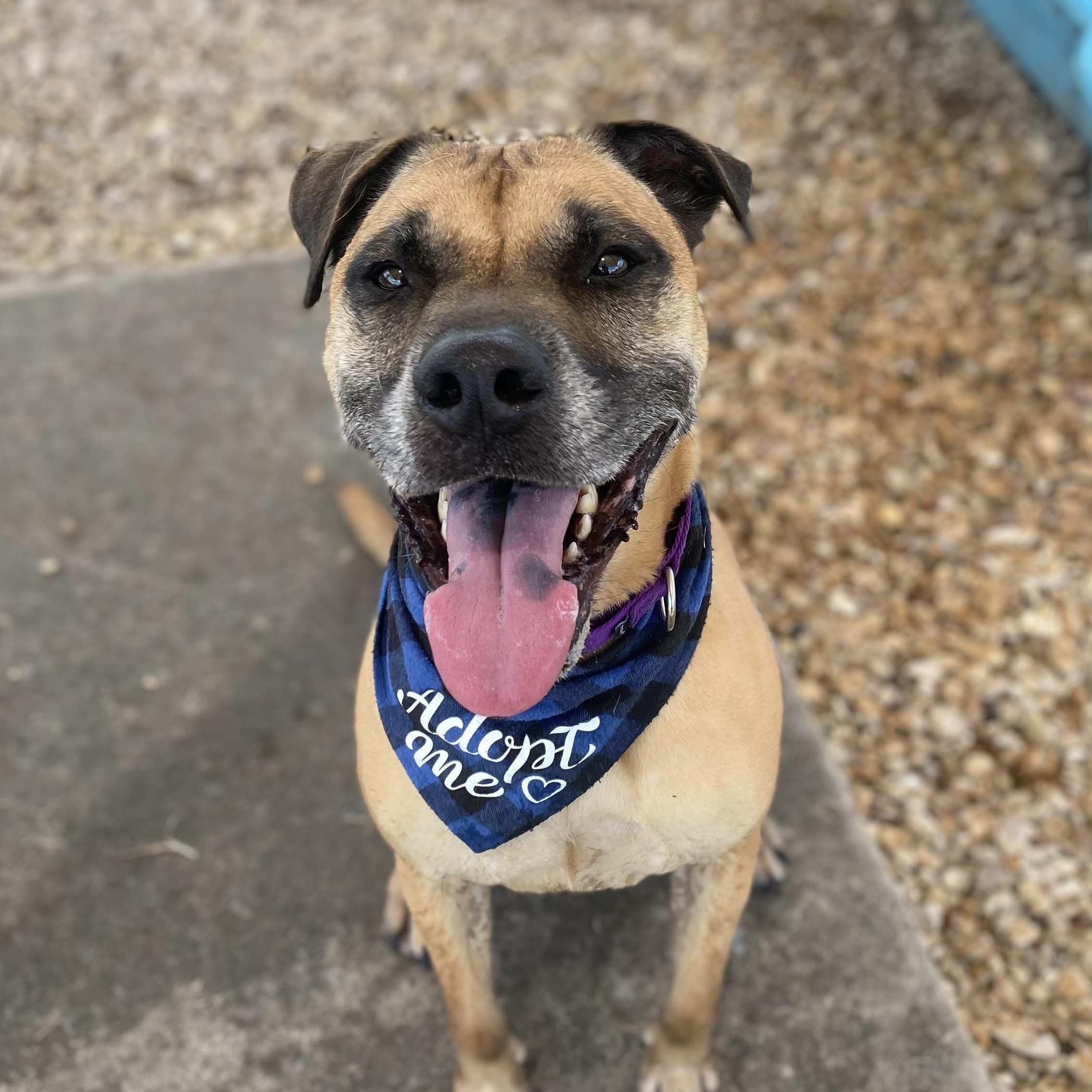 Atlas, a Adoptable Mixed Breed in Georgetown, TX image 5/6