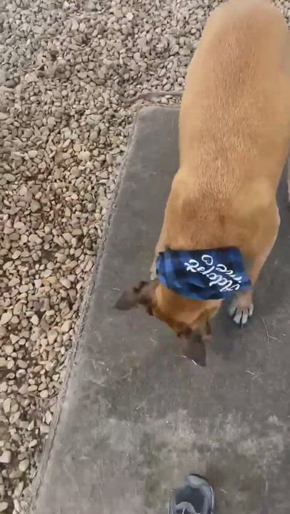 Enlarge Atlas, a Adoptable Mixed Breed in Georgetown, TX video 6/6