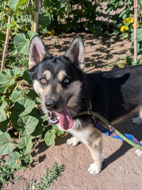 NIBBLES, Adoptable, Young Male Husky & Mixed Breed.