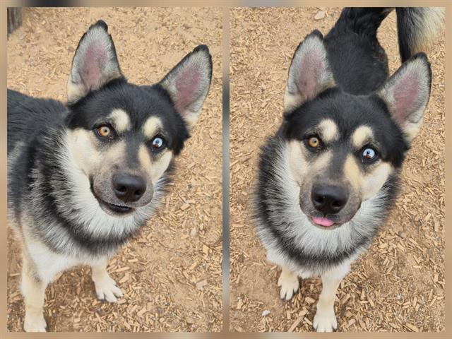 NIBBLES, Adoptable, Young Male Husky & Mixed Breed.