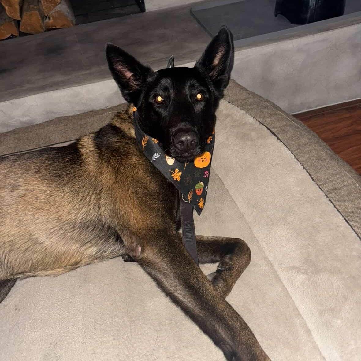 Kilo, a Adoptable Belgian Shepherd / Malinois in Whittier, CA image 3/3