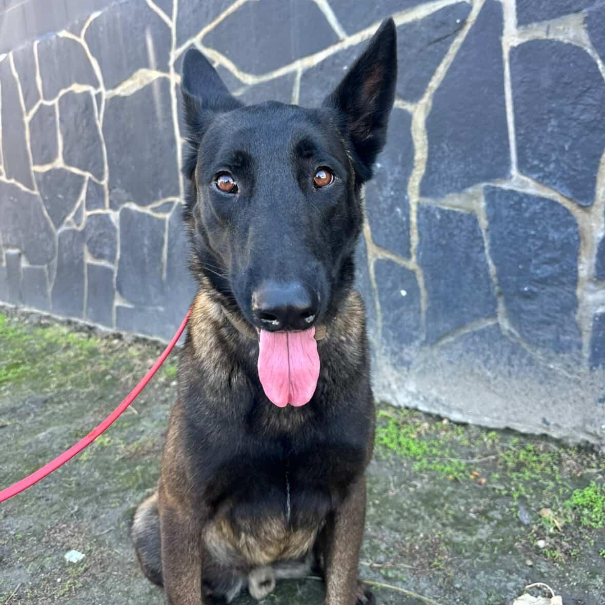 Kilo, Adoptable, Young Male Belgian Shepherd / Malinois.