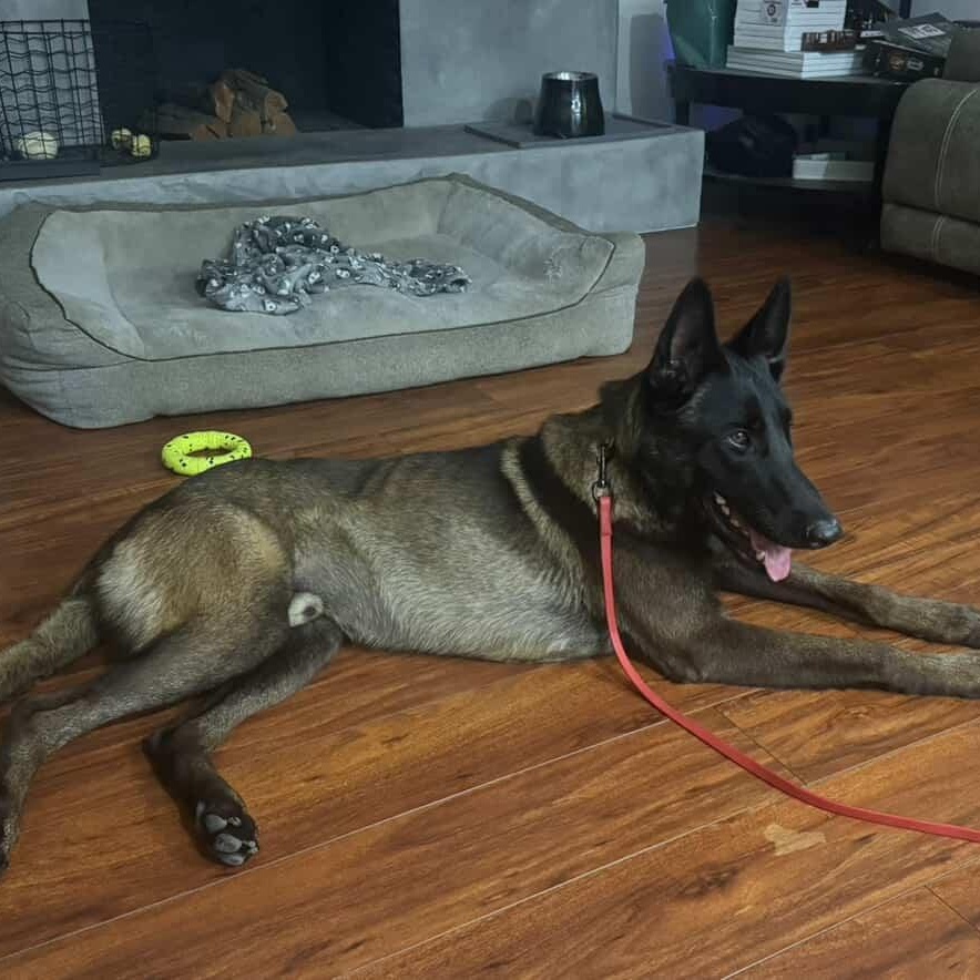 Kilo, a Adoptable Belgian Shepherd / Malinois in Whittier, CA image 2/3