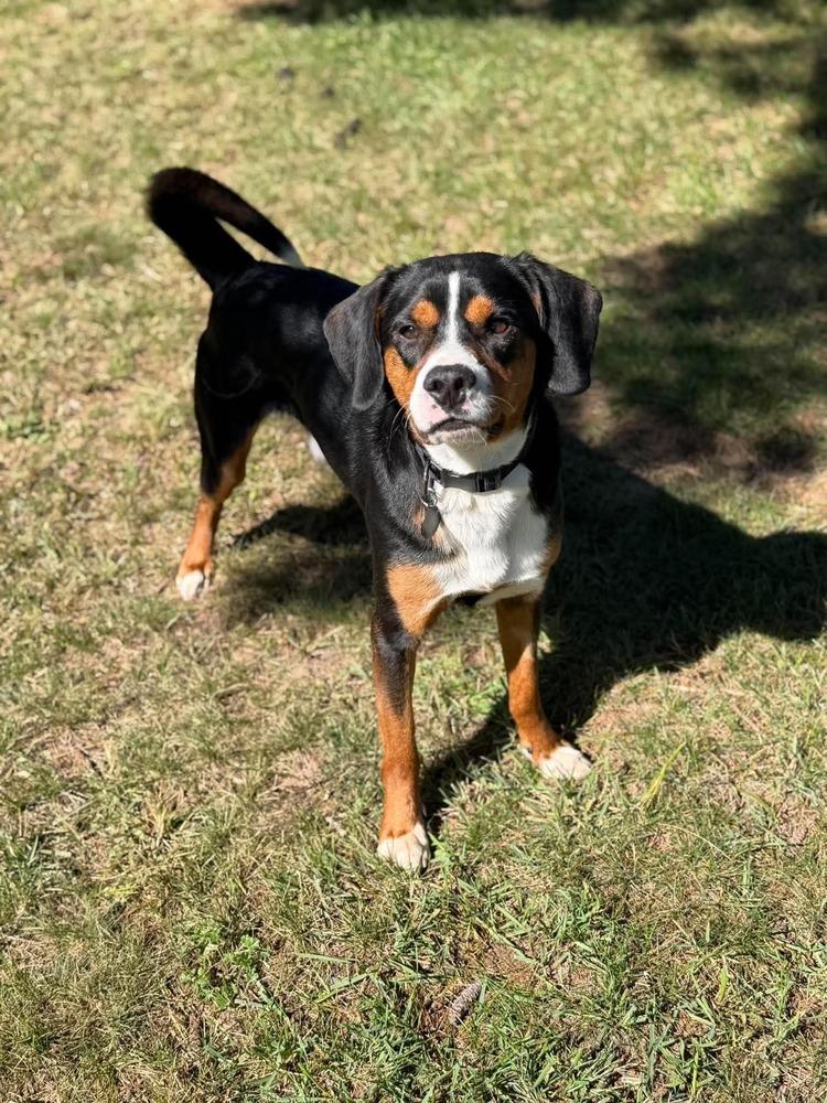 Enlarge Sven, a Adoptable mixed breed in Mauston, WI image 1/5