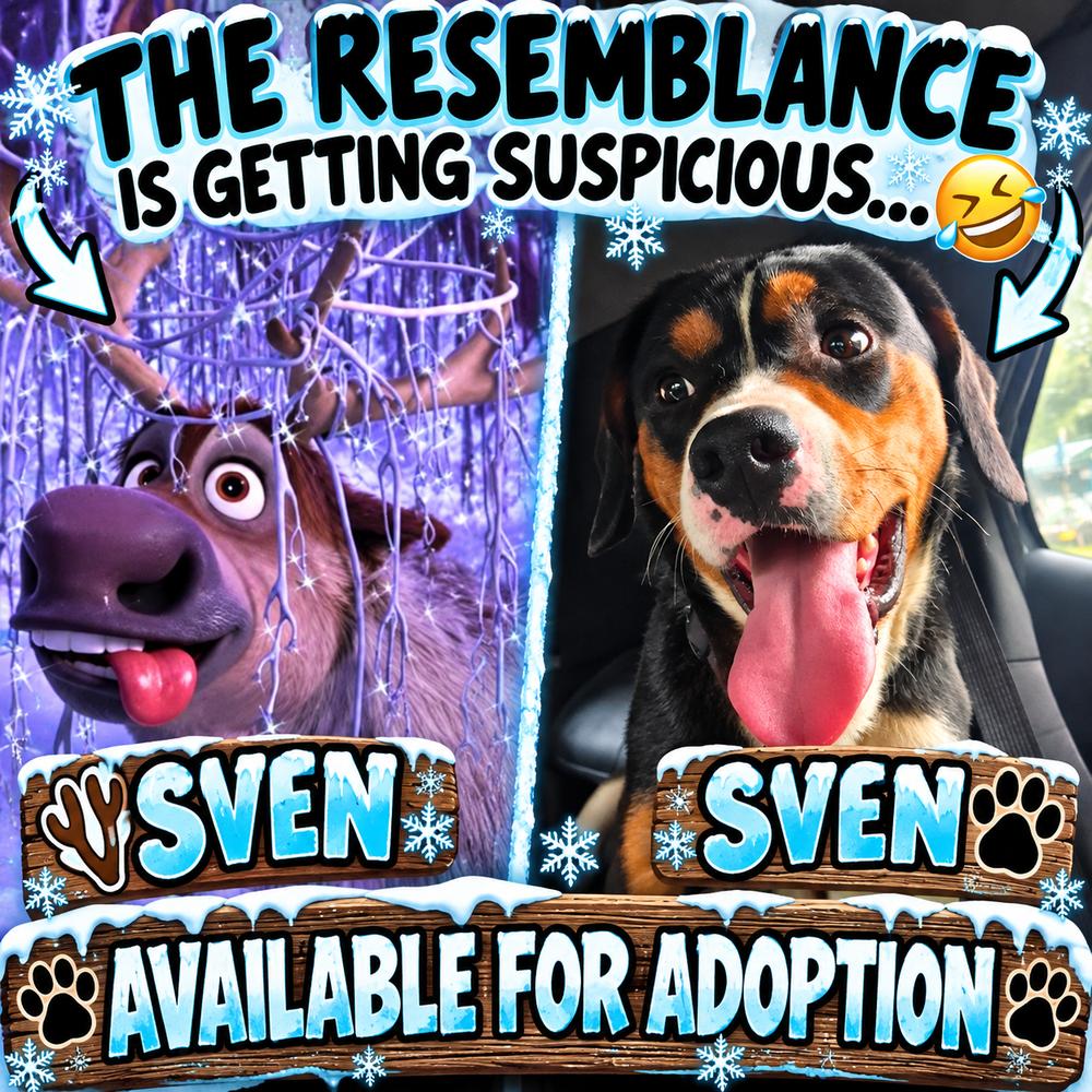 Enlarge Sven, a Adoptable mixed breed in Mauston, WI image 3/5