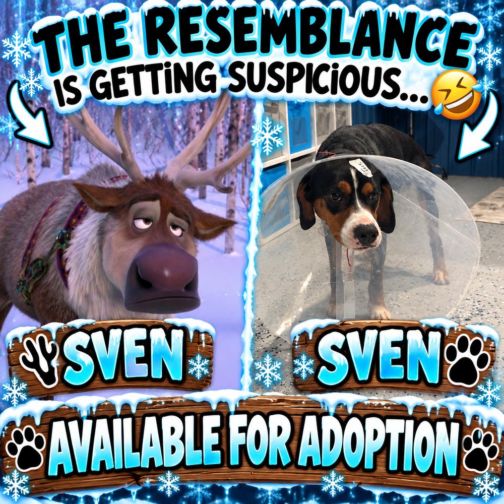Enlarge Sven, a Adoptable mixed breed in Mauston, WI image 4/5