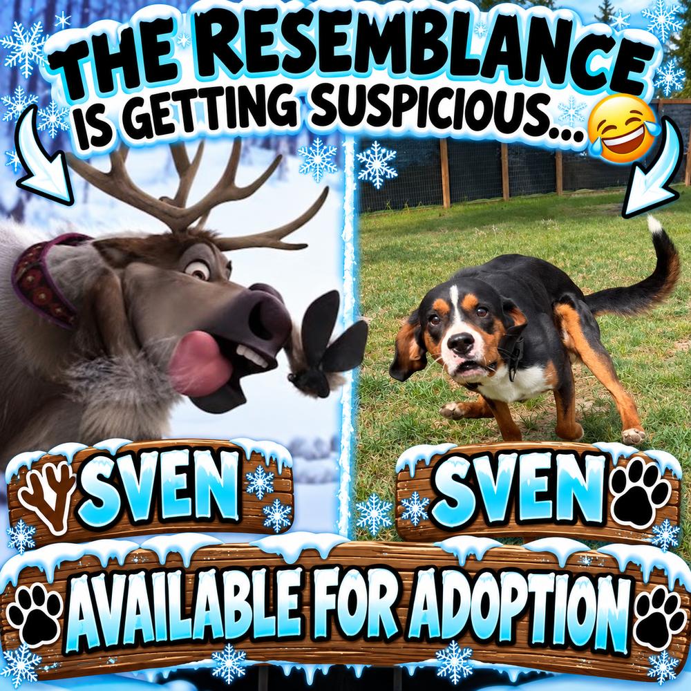 Enlarge Sven, a Adoptable mixed breed in Mauston, WI image 5/5