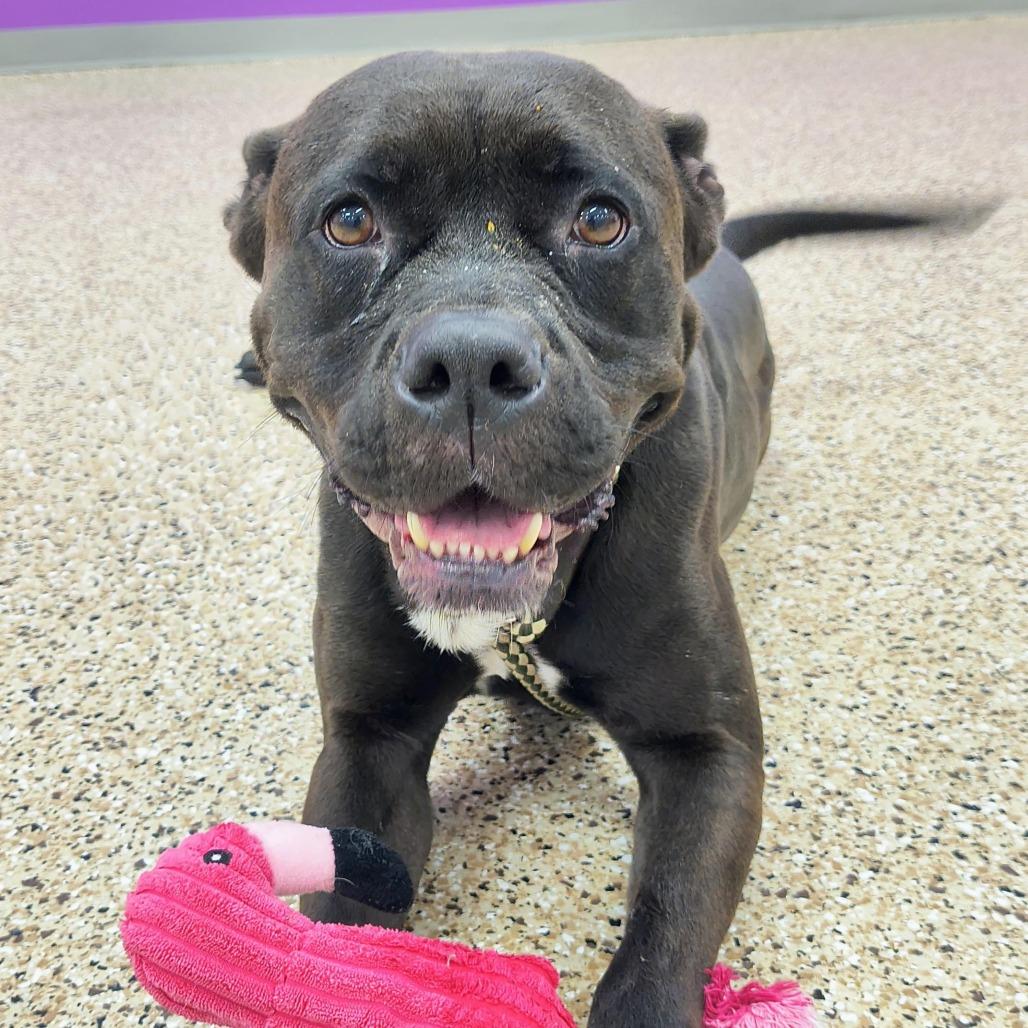Ocean (SQ 26-043), a Adoptable mixed breed in Bullhead City, AZ image 1/2