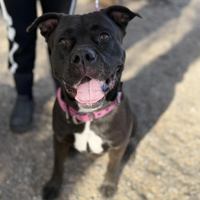 Ocean (SQ 26-043), a Adoptable mixed breed in Bullhead City, AZ image 2/2