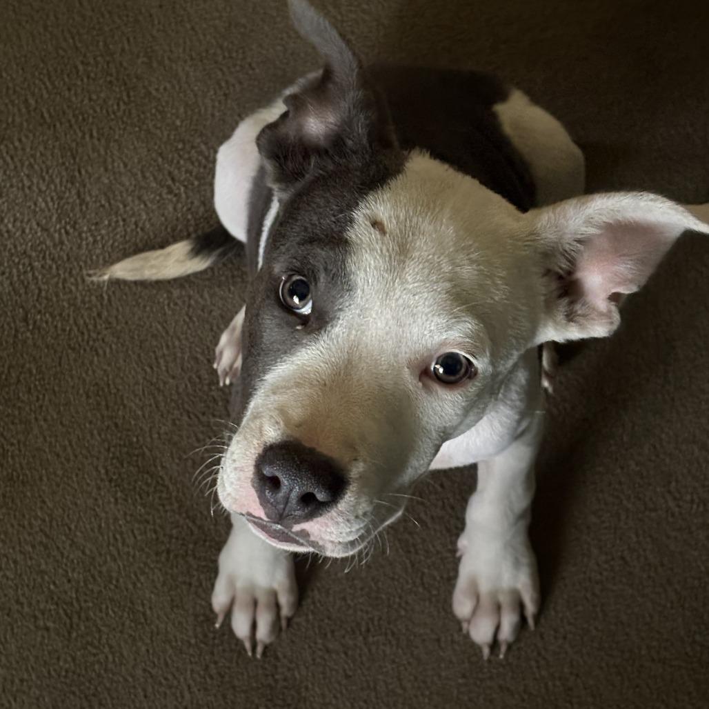 Gibbs, Adoptable, Puppy Male Pit Bull Terrier & Mixed Breed.