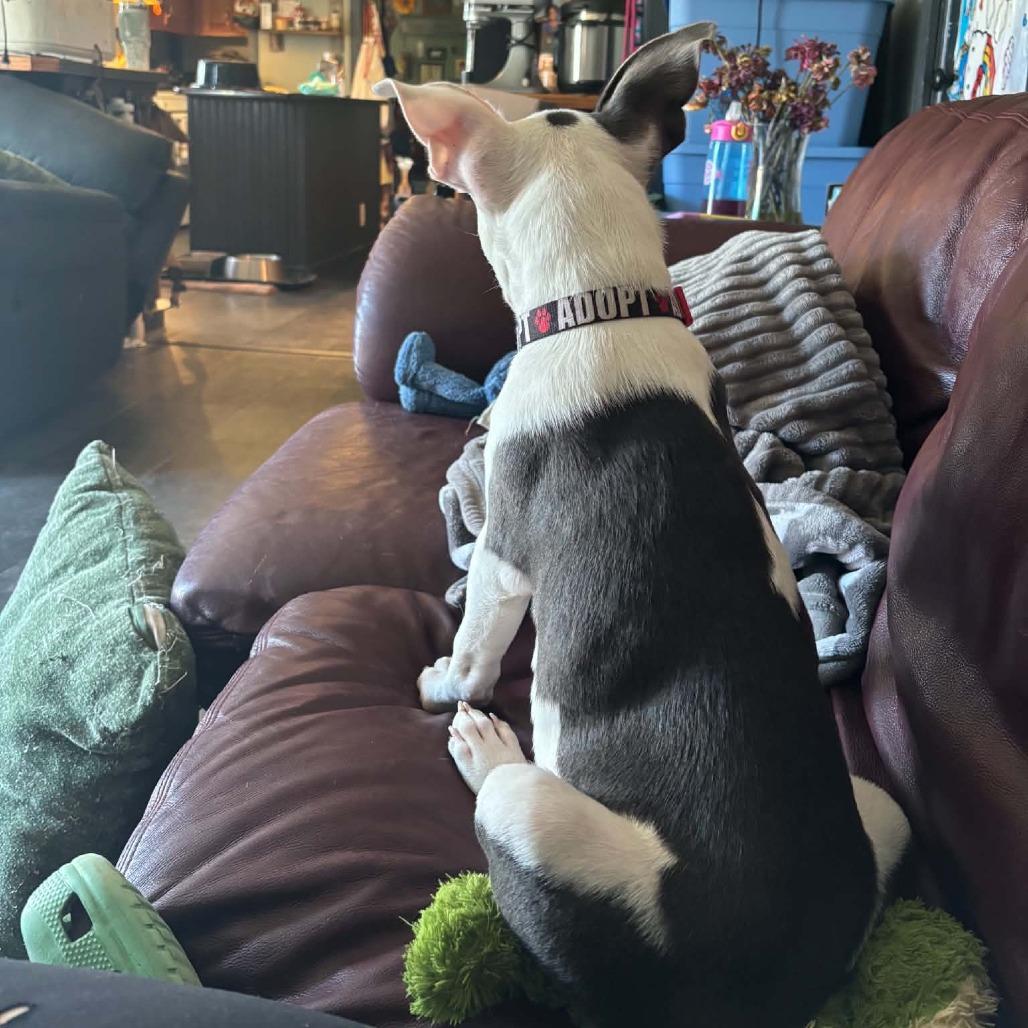 Enlarge Gibbs, a Adoptable mixed breed in Attica, MI image 4/4