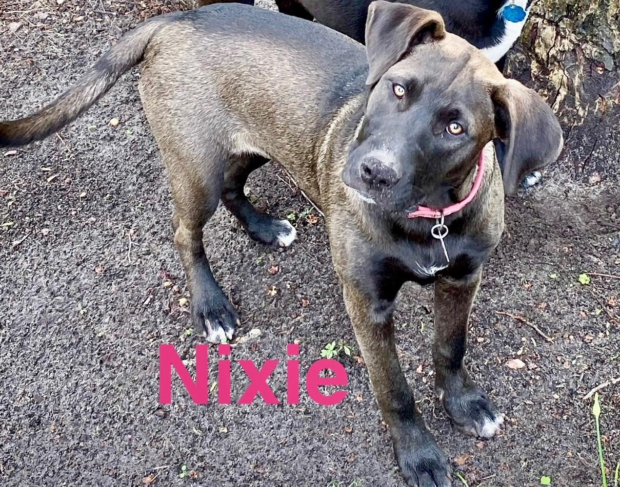 Nixie photo 2