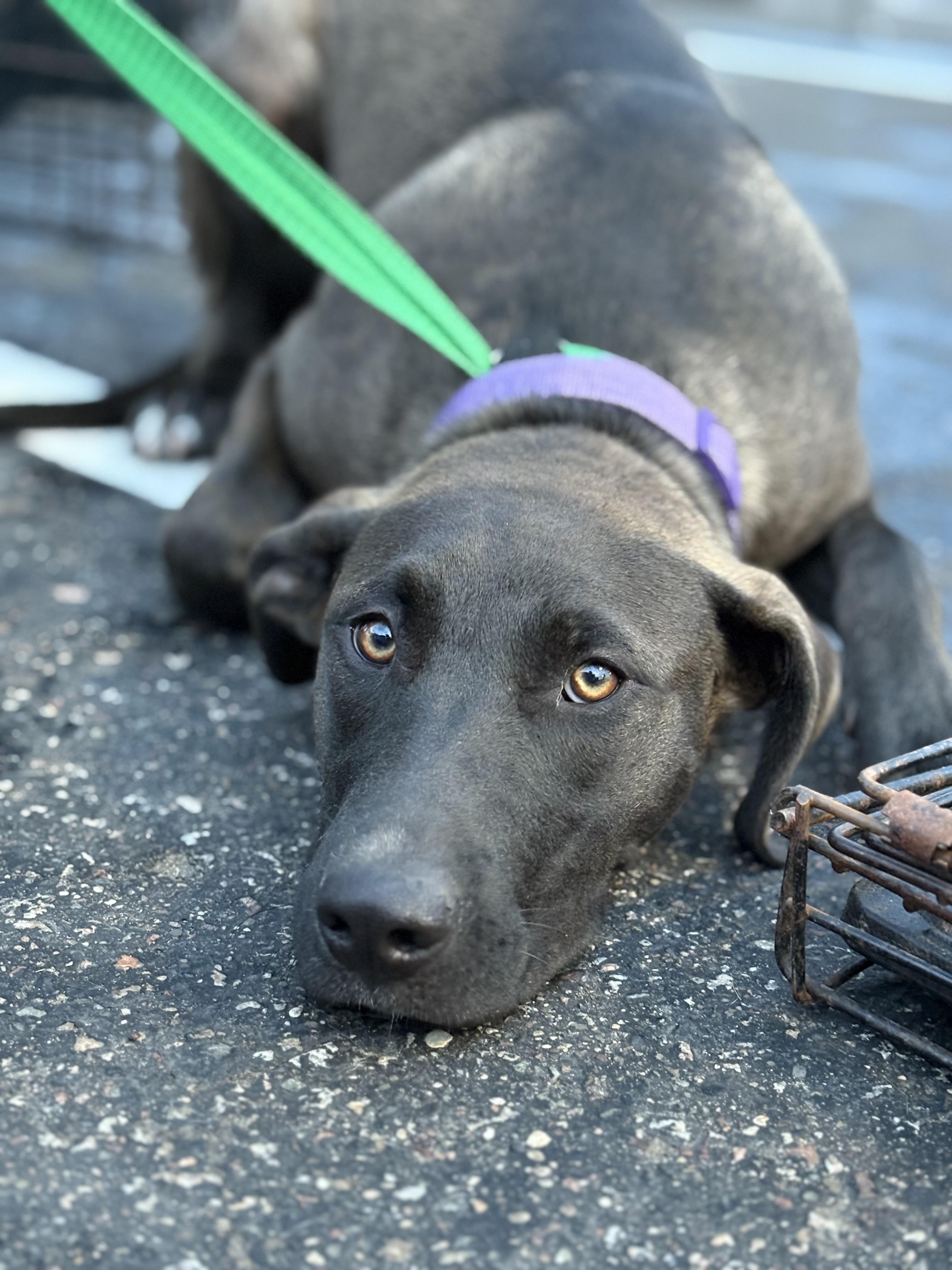 Nixie, Adult Female unknown