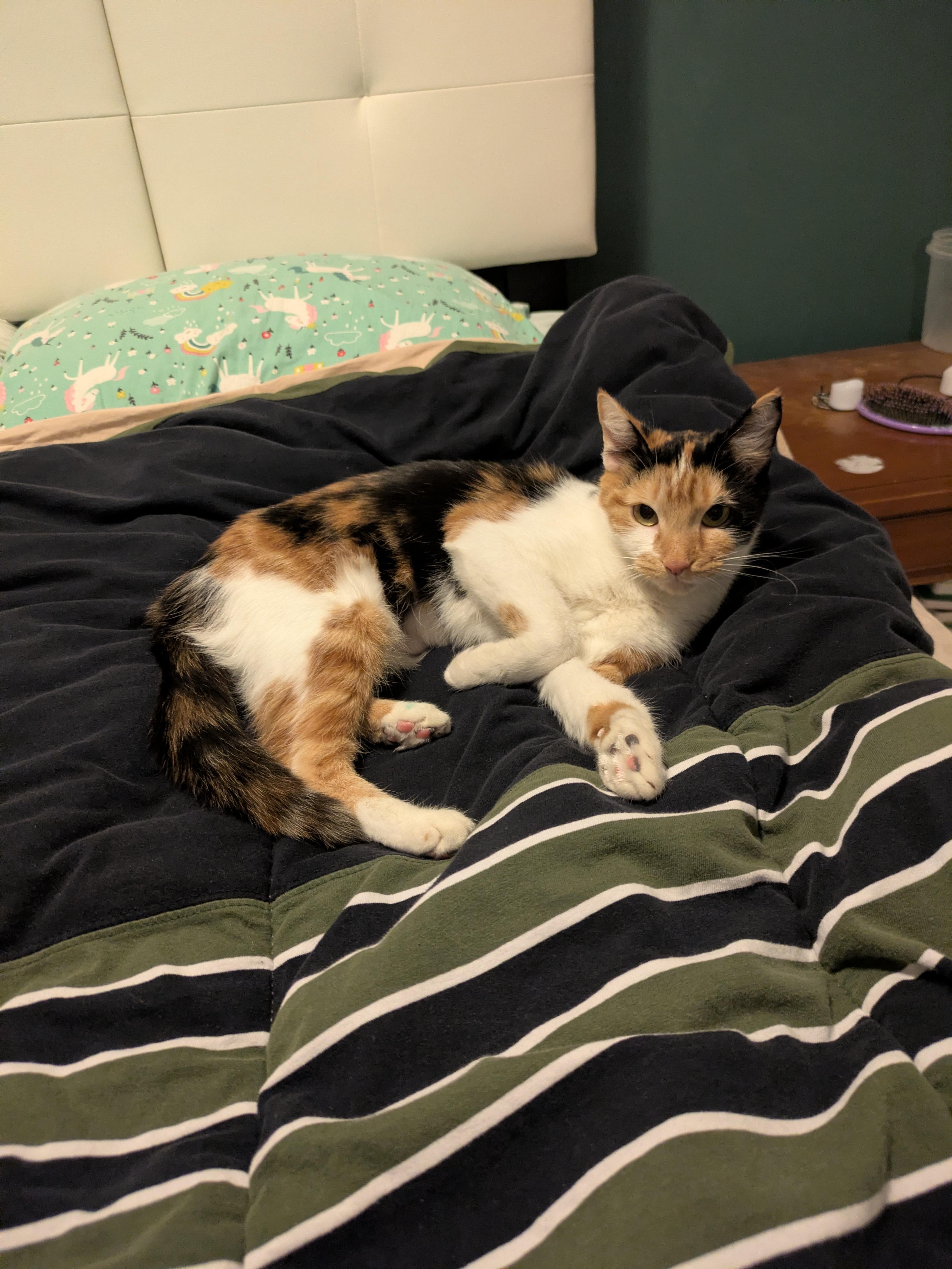 Enlarge Clover , an adoptable mixed breed in Succasunna, NJ image 3/3