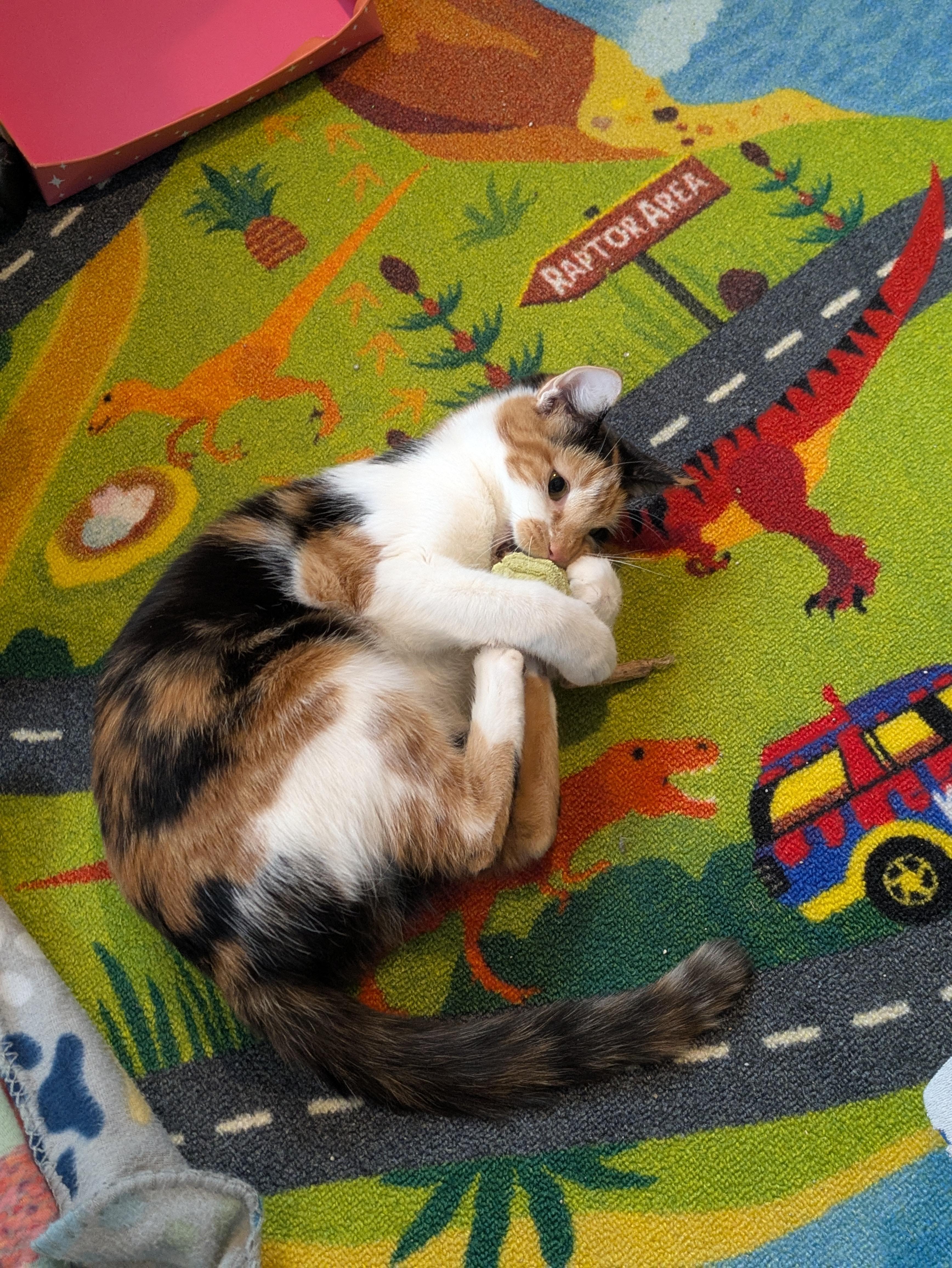 Enlarge Clover , an adoptable mixed breed in Succasunna, NJ image 1/3