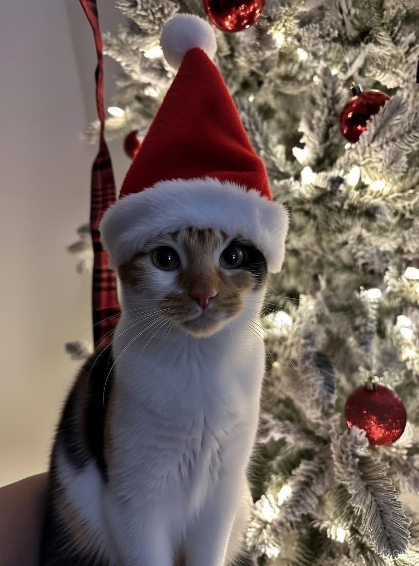 Clover , ADOPTABLE, Adult Female Calico.